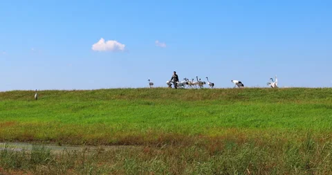 Keepers and red-crowned cranes in Zhalong wetland Stock Footage 213829412