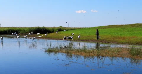 Keepers and red-crowned cranes in Zhalong wetland 스톡 동영상 213833943