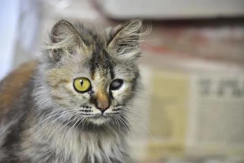 Keeping a cat effectively relieves stress, Фото