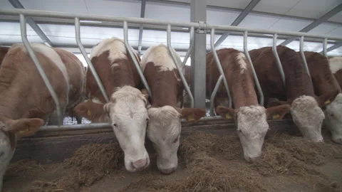 Keeping cows on the farm Stock Footage 235963449