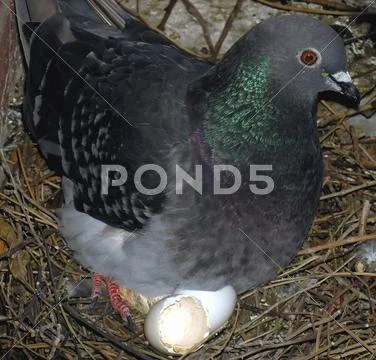 Keeping hatchling and egg warm Stock Photos