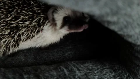 Keeping hedgehogs at home.prickly pet in a soft house. Stock Footage 316083197