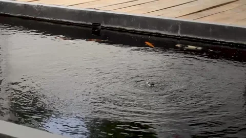 Keeping koi carp Cyprinus carpio Stock Footage 258808486
