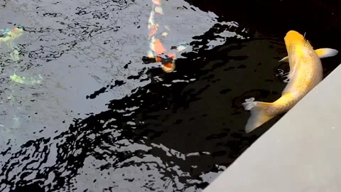 Keeping koi carp Cyprinus carpio Stock Footage 258808521