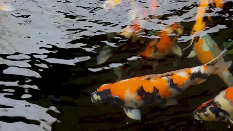Keeping koi carp Cyprinus carpio Stock Footage 258808529