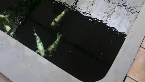Keeping koi carp Cyprinus carpio Stock Footage 258808672