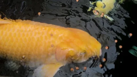 Keeping koi carp Cyprinus carpio Stock Footage 258808744