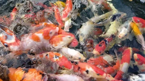 Keeping koi fish in a pond is a hobby Video stock 277404643