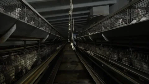 Keeping livestock animals inside the poultry cages at the production farm Stock Footage 248000320