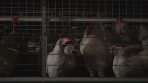 Keeping many poultry chicken birds inside the barred steel cages at the farm Stock Footage 277707350