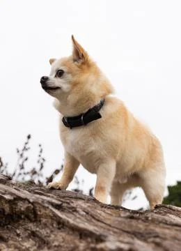 Keeping Watch Stock Photos