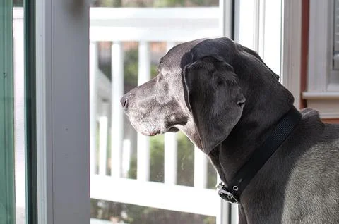 Keeping Watch Stock Photos