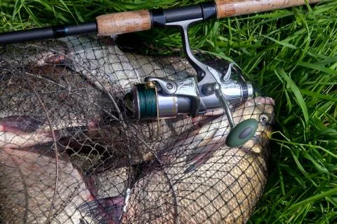 Keepnet with big freshwater common breams fish and fishing rod with reel on n Stock Photos