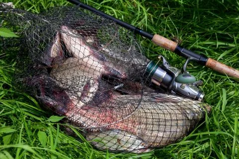 Keepnet with big freshwater common breams fish and fishing rod with reel on n Stock Photos