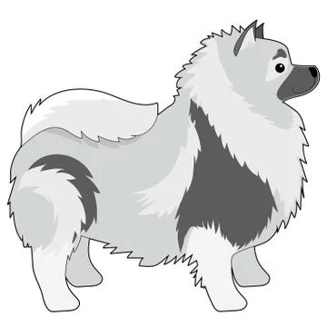 Keeshond Stock Illustration