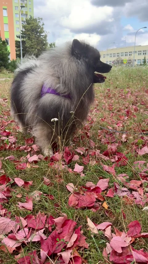 Keeshond joyfully exploring vibrant autumn leaves in a grassy park scene Stock Footage 316319600