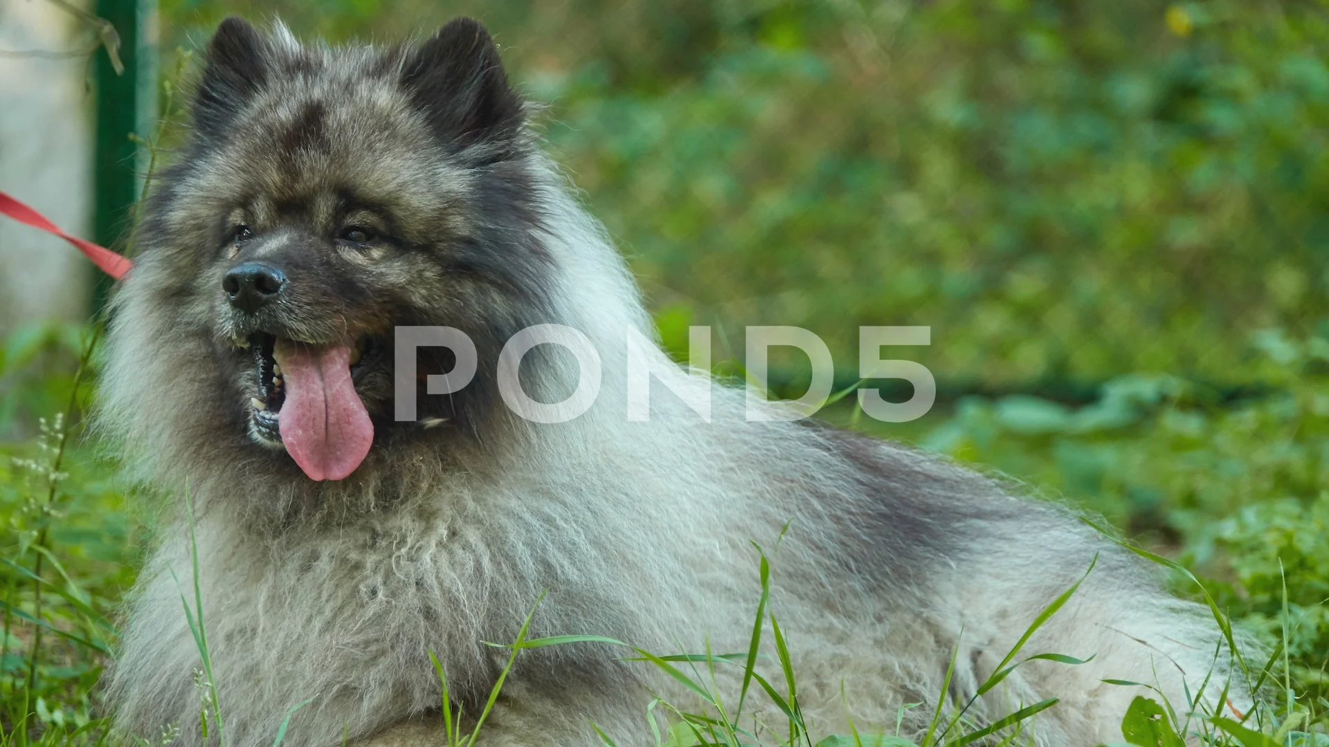 keeshond plush