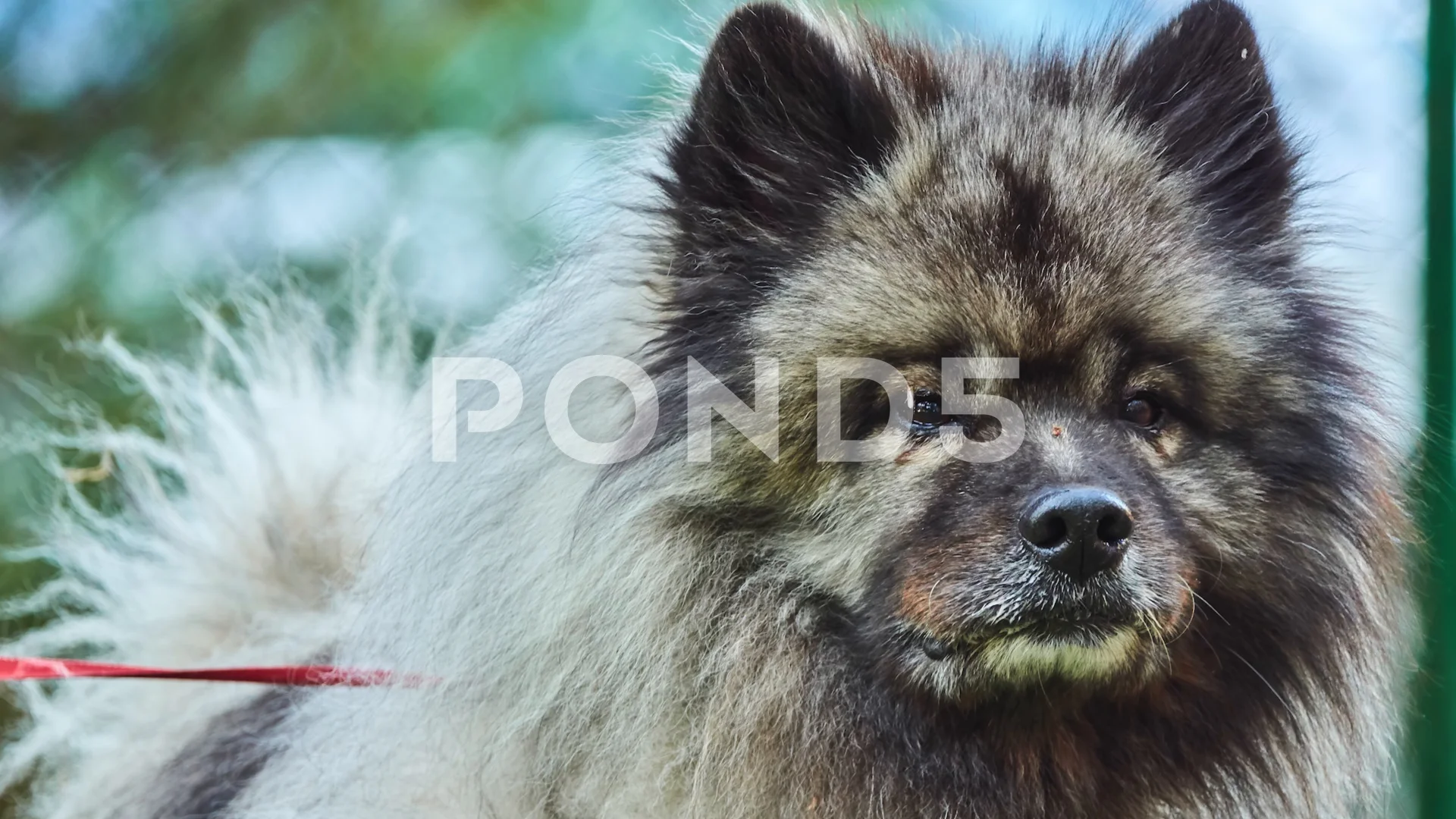 keeshond plush