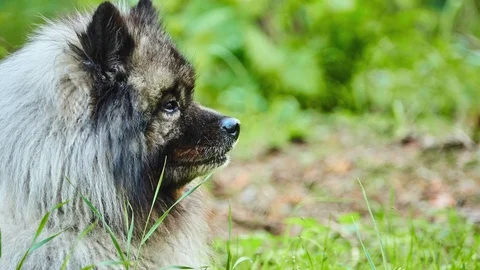 Keeshond is medium-sized dog with plush, two-layer coat Stock Footage 93081548