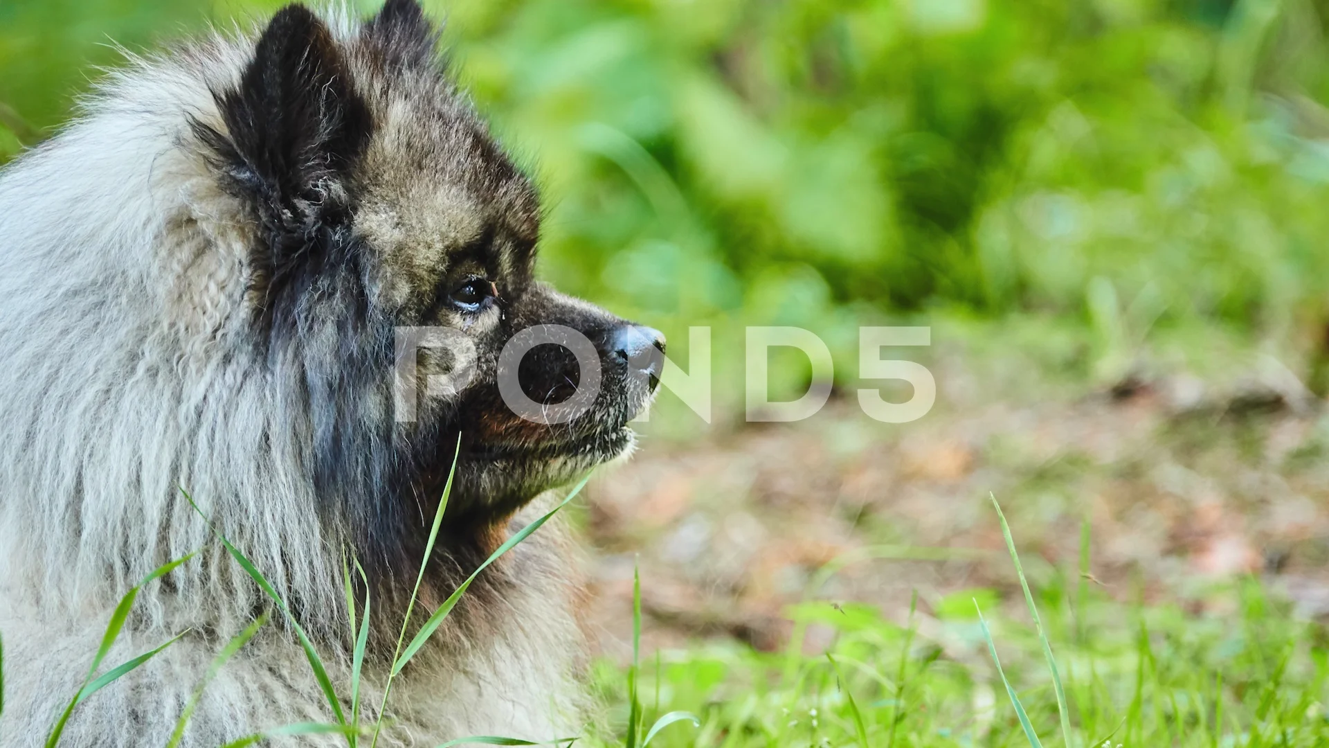keeshond plush