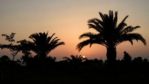 Kefalonia Sunset between Palm Trees Day to Night Timelapse Stock Footage 206438938