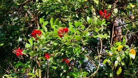 Keindahan bunga menari Stockbeeldmateriaal 206773064