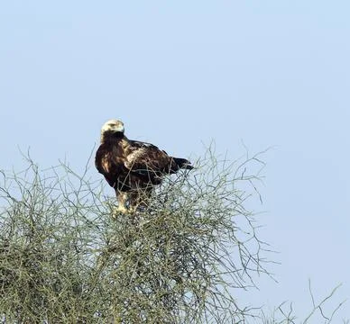 Keizerarend, Eastern Imperial Eagle, Aquila heliaca Stock Photos