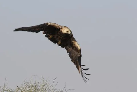 Keizerarend, Eastern Imperial Eagle, Aquila heliaca Stock Photos