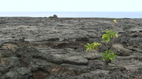 Kekaha Kai State Park 3 Stock Footage 650720