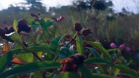 Keletaan fruit Stock Footage 195054857