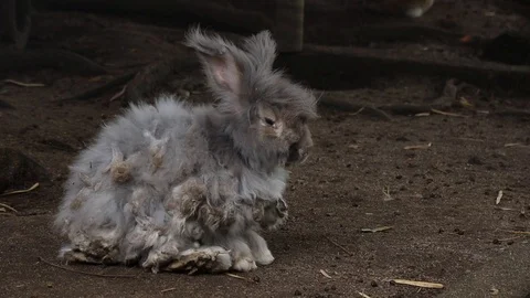 Kelinci 스톡 동영상 119434160