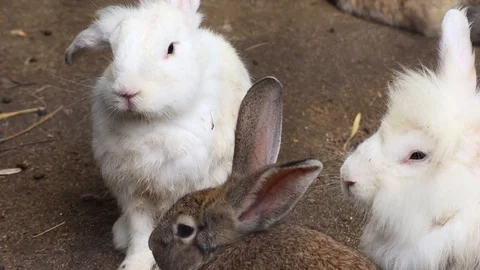 Kelinci Video stock 119434229