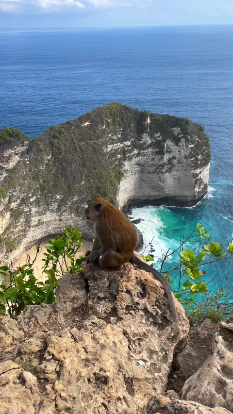 Kelingking Beach and monkey sitting on the cliff on Nusa Penida, Bali Indonesia Vídeos de archivo 283819544