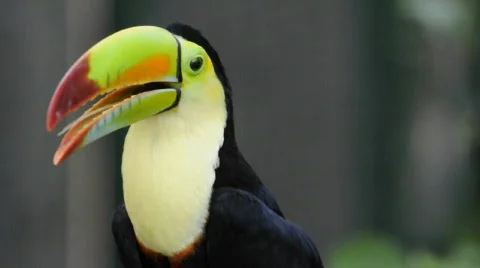 Kell beilled Toucan Video stock 566338