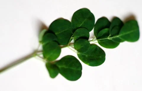 Kelor leaf Stock Photos
