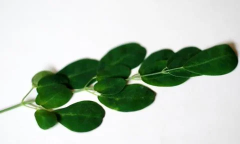 Kelor leaf Stock Photos