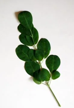 Kelor leaf Stock Photos