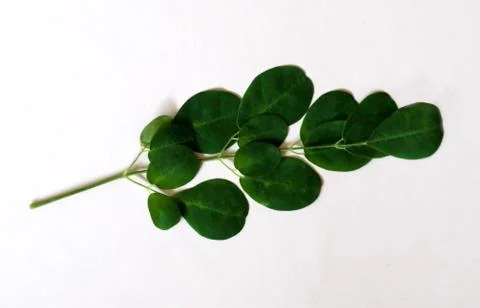 Kelor leaf Stock Photos
