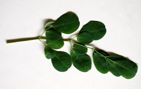 Kelor leaf Stock Photos