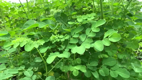 Kelor or Drumstick tree (Moringa oleifera) green leaves Stock Footage 170245100