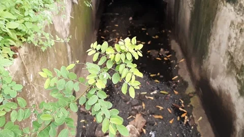 Kelor Plant Stock-Footage 237757354