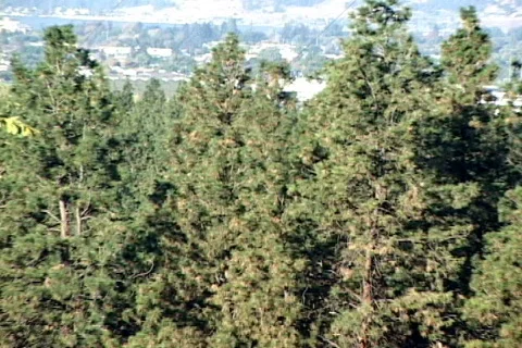 Kelowna Forest-zoom Video stock 818364