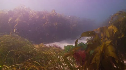 Kelp 2 스톡 동영상 12420900