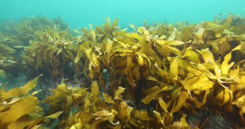 Kelp algae, Laminariales in the waters around Goat Island, Auckland, New Zealand Stock Footage 296060025