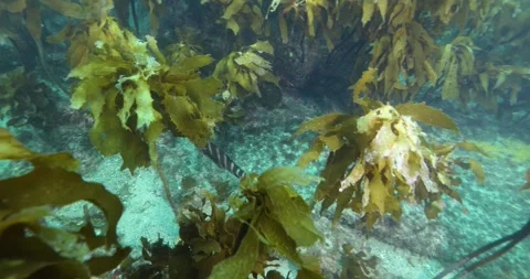 Kelp algae, Laminariales in the waters around Goat Island, Auckland, New Zealand Stock Footage 296367881