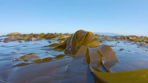 Kelp algae seaweeds floating on water surface Atlantic ocean Spain Stock Footage 160686213