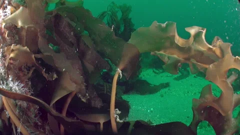 Kelp algae in underwater environment of Barents Sea. Stock Footage 232446203