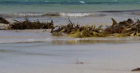Kelp on the beach Clip7743 Stock Footage 172937771
