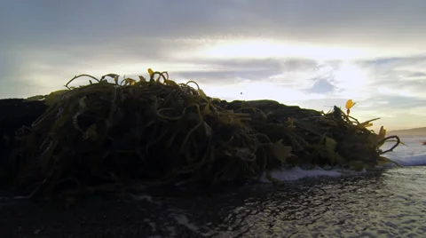 Kelp on the beach closeup Vídeo Stock 36143719