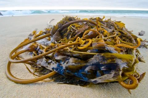Kelp on a beach Stock Photos